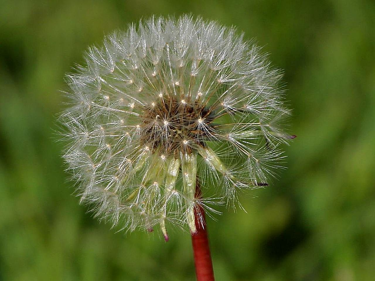 Pusteblume auf einer sommerlichen Wiese