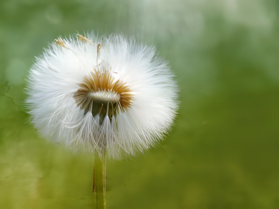 Pusteblume vor grünem Hintergrund